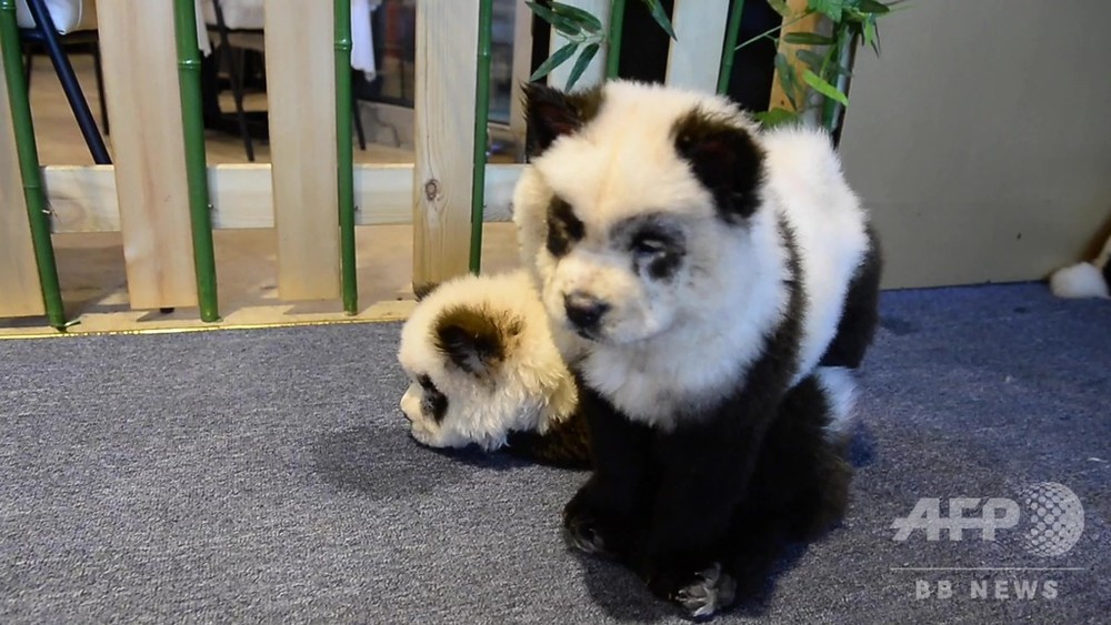 動画 中国で パンダ犬カフェ オープン 人気の一方で物議醸す 写真1枚 国際ニュース Afpbb News