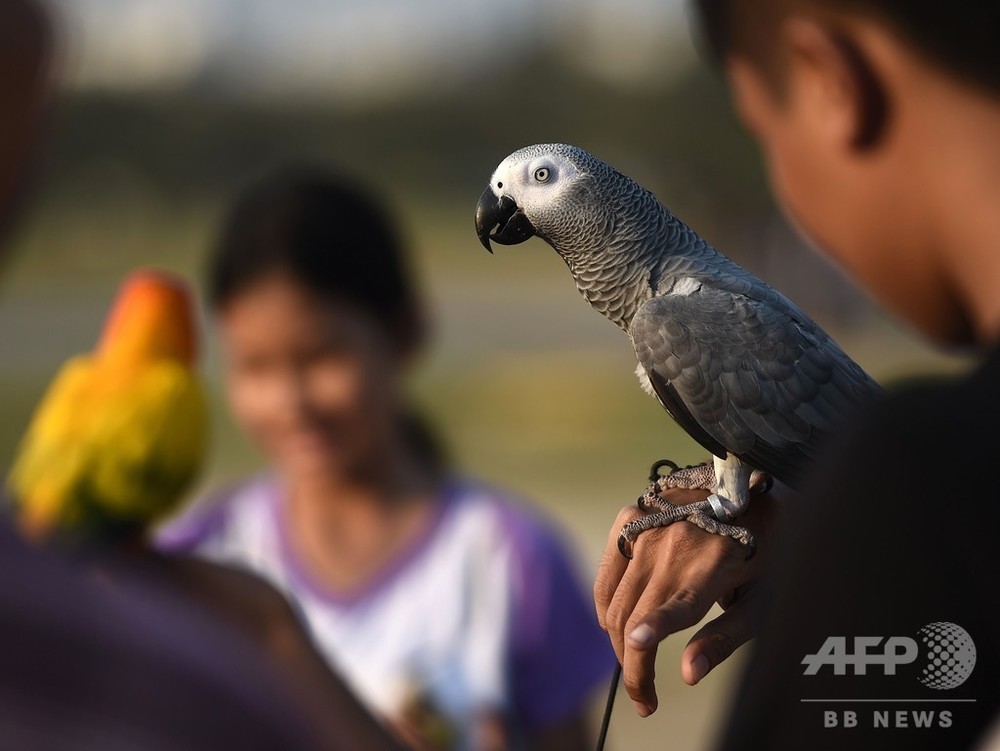 ヨウムの 無私無欲の行動 進んで仲間を手助けか 研究 写真1枚 国際ニュース Afpbb News