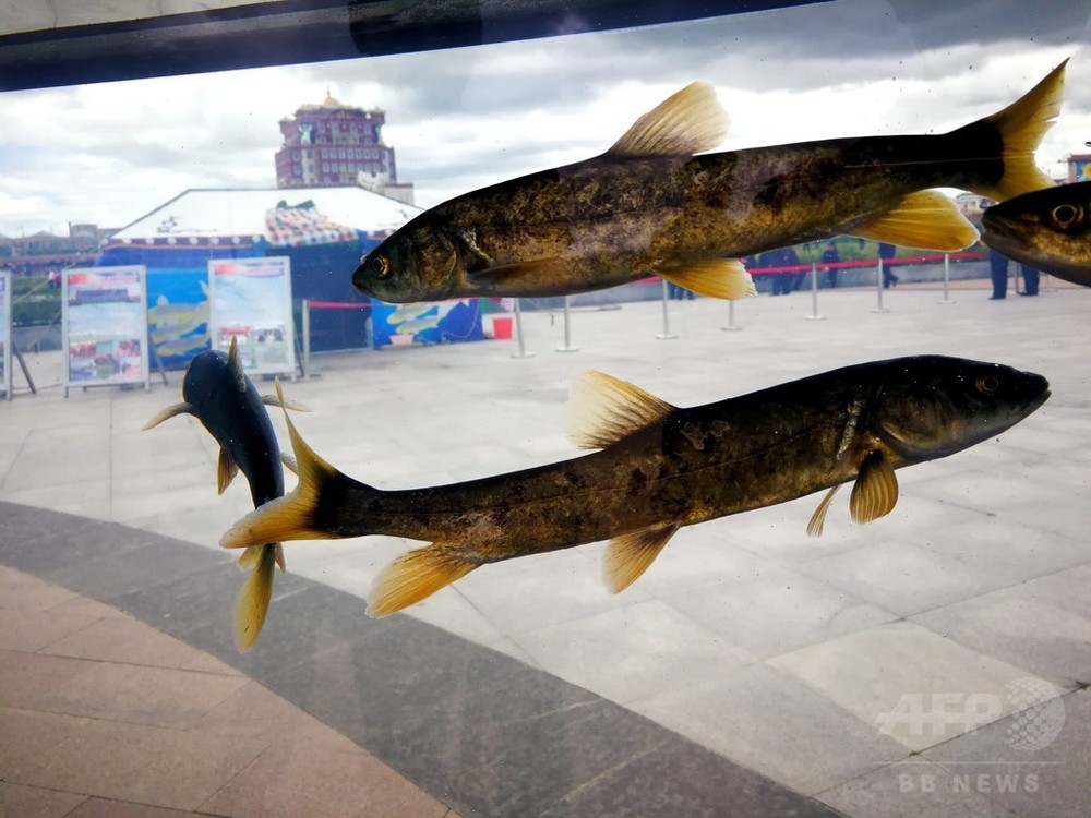 中国最大の塩水湖で湟魚の稚魚放流、青海 写真4枚 国際ニュース：AFPBB