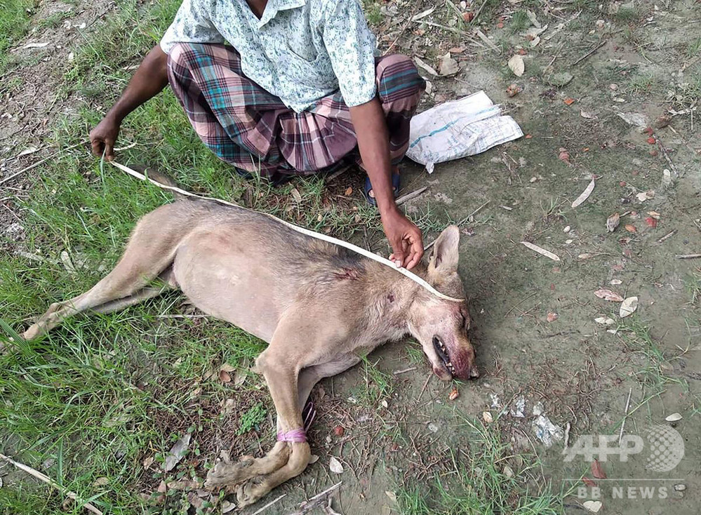バングラデシュで撲殺されたオオカミ 80年ぶりに確認された希少種だった 写真1枚 国際ニュース Afpbb News