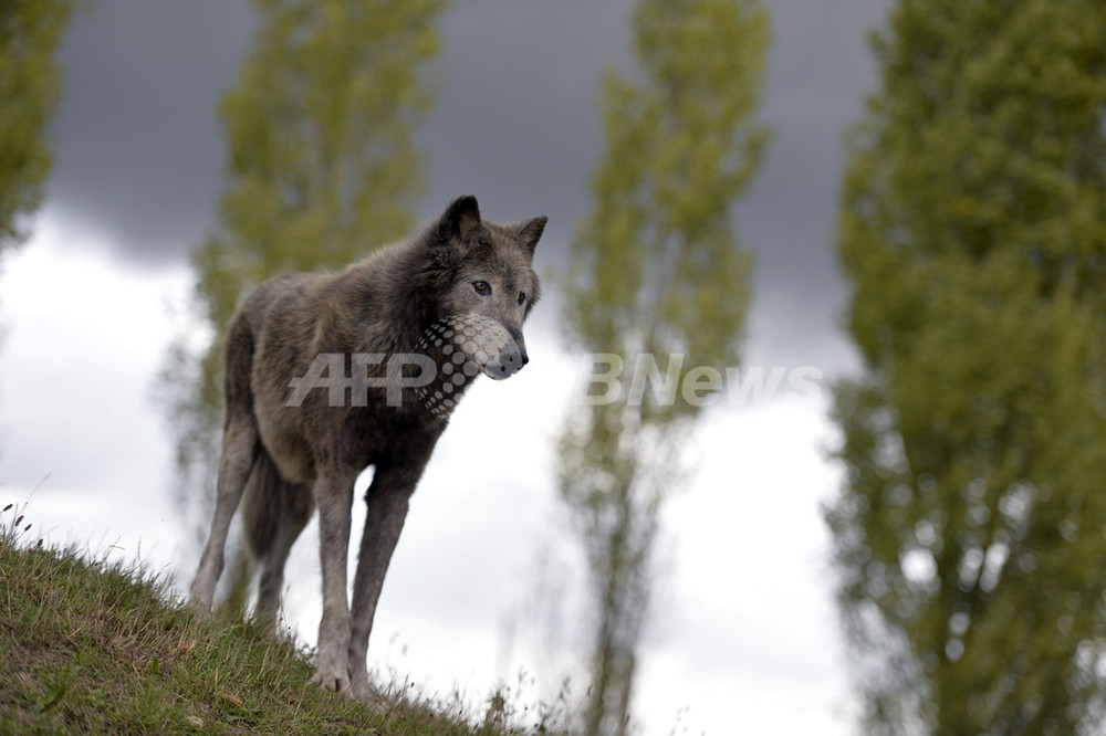 最古のイヌは欧州で生まれた サイエンス誌 写真1枚 国際ニュース Afpbb News