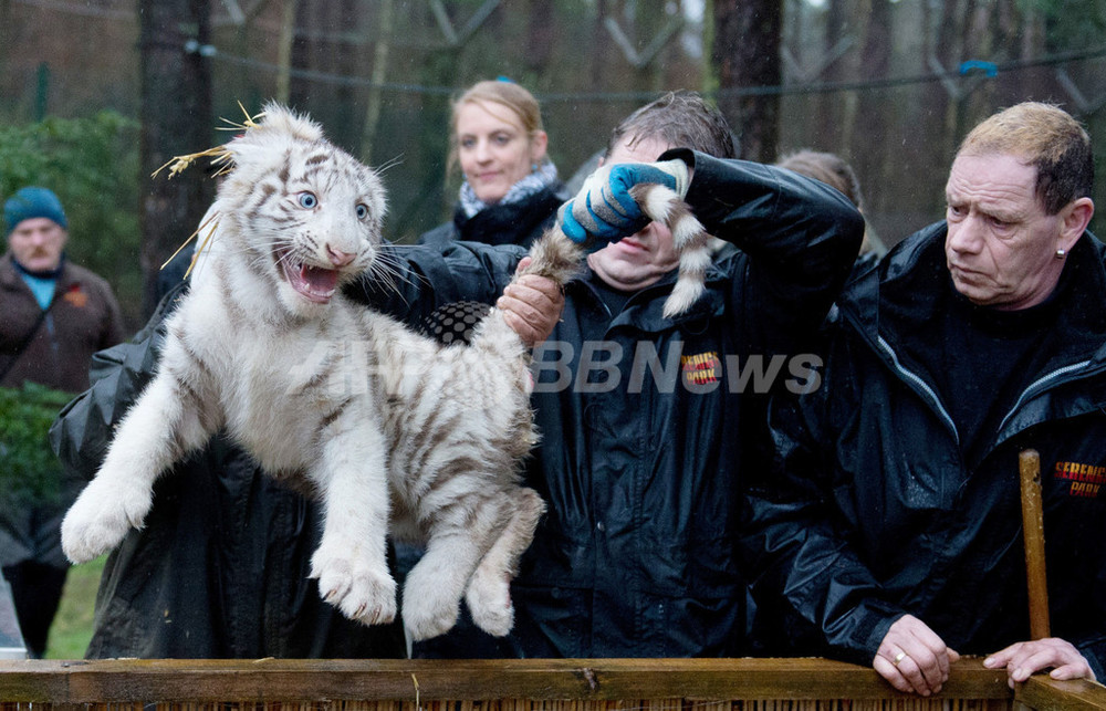 白いライオンと白いトラ、仲良く定期健診 写真10枚 国際ニュース