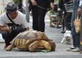 東京・月島の路上でキャベツを食べる亀のボンちゃん（2015年6月10日撮影）。(c)AFP/KAZUHIRO NOGI