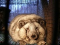 肥満し、目を患ったキツネ。フィンランド国内の毛皮工場で。動物愛護団体「フォーポーズ・インターナショナル」提供（2013年撮影、資料写真）。(c)AFP PHOTO / FOUR PAWS / YVONNE NOTTEBROCK