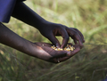 2007年10月20日、ウガンダのOlilim国内避難民キャンプで、国連世界食糧計画（World Food Program、WFP）が投下した袋からこぼれたとうもろこしを拾う女の子。(c)AFP/Roberto SCHMIDT