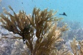 フランス南部マルセイユ付近の入り江で繁殖するフクリンアミジ（学名：Rugulopteryx okamurae、2021年6月25日撮影）。(c)Christophe SIMON / AFP