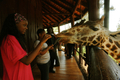 ナイロビ（Nairobi）のジラフセンター（Giraffe Center）で、キリンの餌付けをするケニア人観光客（2012年1月10日撮影）。(c)AFP/SIMON MAINA