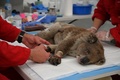 豪サウスオーストラリア州カンガルー島の仮設病院でやけどの治療を受けるコアラ（2020年1月14日撮影）。(c)PETER PARKS / AFP