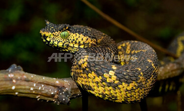 新種のヘビ発見、タンザニア 写真5枚 国際ニュース：AFPBB News