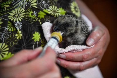 野生ハリネズミの保護シェルター 仏パリ郊外