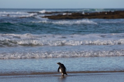 NZ―豪を泳いで2500キロ 保護されたキマユペンギン、野生へ