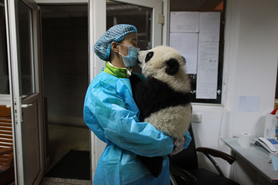 中国、フランスに2頭のパンダを貸与