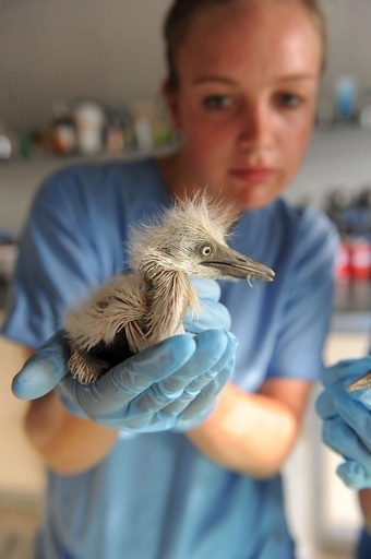 その数400匹！住みか失い救出されたアマサギのヒナ 印