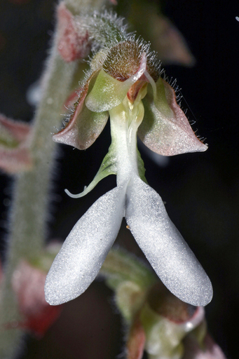 ベトナムで新種の動植物11種類を発見