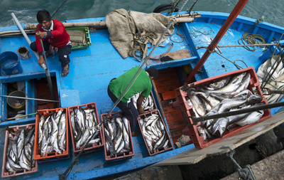 大型の海洋生物、乱獲で大量絶滅の危機に 米大研究