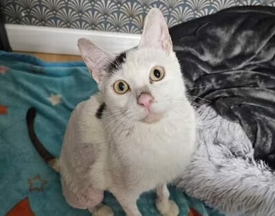 子宮にウジが広がった野良猫を救助…韓国・手術乗り越え新しい家族のもとへ