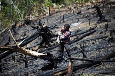 毎分サッカー場36個の森林が消失、WWF報告