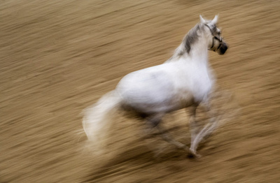 「飲酒乗馬」容疑で女を逮捕、米フロリダ州