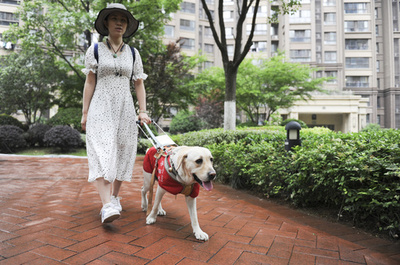「道半ば」の中国の盲導犬 1700万人の視覚障害者に200頭