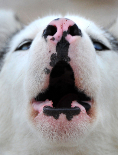 スロバキアで犬ぞりレースの世界選手権