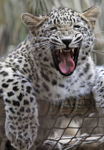 ヒョウやワラビーがお出迎え、ドイツの動物園