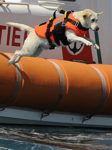 今年も人命救助に大活躍、イタリアのライフセーバー犬