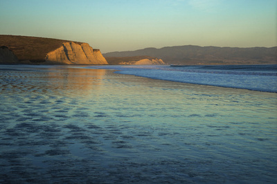 海辺に大量のユムシ、奇妙な形の珍味 米カリフォルニア州