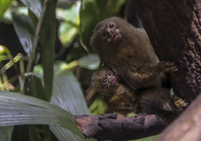 ママにピタッ！ 生まれたばかりのサルの赤ちゃん コロンビア