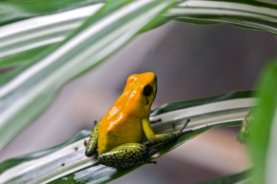 絶滅危機の毒ガエル3種を公開、コロンビア