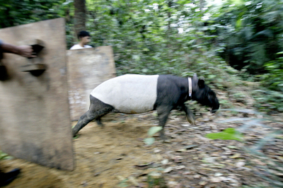 保護されたマレーバク、元気にジャングルへ帰る