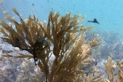 日本の海岸で見られる海藻、南仏沖で繁殖 外来種として駆除へ