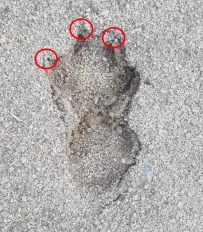 韓国の地方都市で“ヒョウ出現”の通報、確認したら、な～んだ…