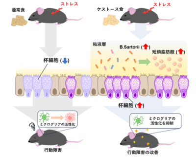 プレバイオティクスのケストースがうつ病などの精神疾患を予防できることを発見