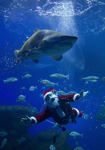サメにプレゼント？サンタ姿のダイバーが魚たちと遊泳 スペイン