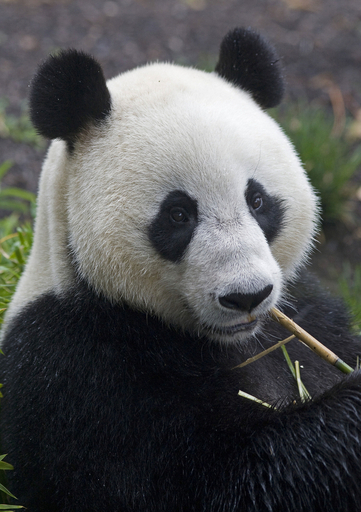 中国からやってきたパンダ2頭、屋外施設に登場 豪動物園
