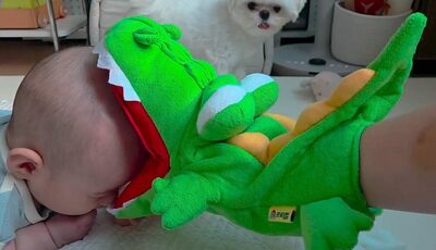 赤ちゃん守る“頼もしいお兄ちゃん犬”…韓国で人気、再生320万回突破