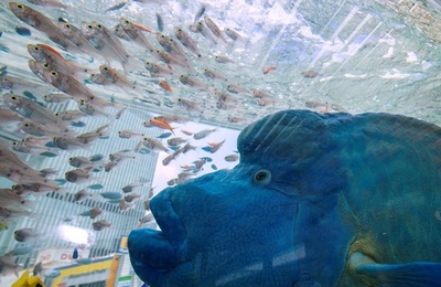 東京都心に沖縄の海、「ソニーアクアリウム 2017」開催