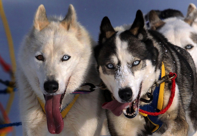 ドイツ南部で国際犬ぞりレース