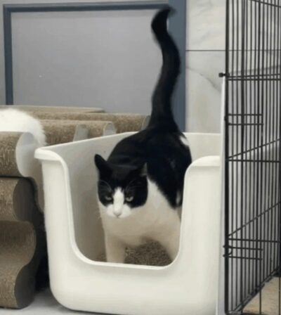 “トイレダンス”で話題沸騰…韓国のスター猫、新たな家族を募集中