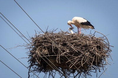 実は安全？コウノトリが電柱の上で子育て奮闘中 セルビア