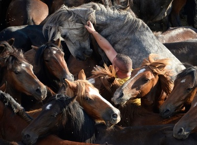 野生馬に素手で挑む闘士たち、「野獣の毛刈り」祭り スペイン