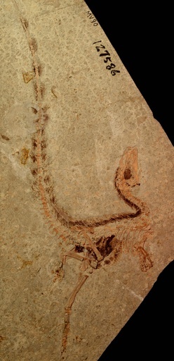 恐竜も「迷彩」で身守る？ 羽毛に濃淡模様、中国の化石から再現