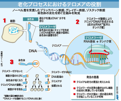 【図解】老化プロセスにおけるテロメアの役割