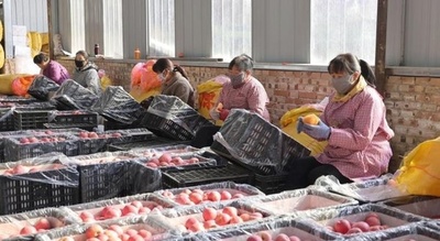 黄土高原の女性たち、農村振興を支える ・中国