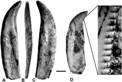 新種肉食恐竜の化石発見 「巨大な泥棒」の仲間 アルゼンチン
