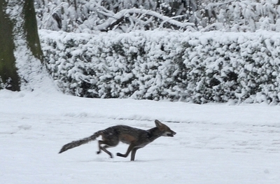 ハンドバッグの盗難事件、犯人は警察を化かして逃走？
