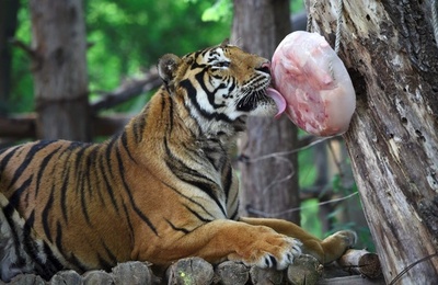  トラも氷にまっしぐら？ 動物たちにアイスのごほうび 韓国・龍仁