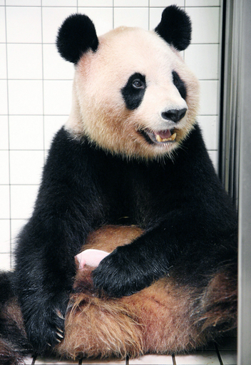 双子パンダ誕生、和歌山・白浜で自然交配