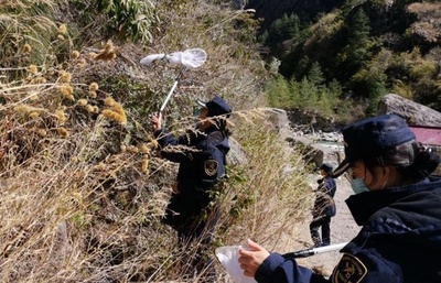 ラサ税関がバッタ対策、目下侵入は確認されず 中国・チベット