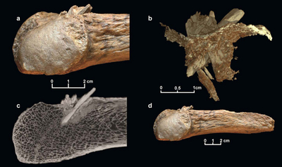 化石にささったやり先、北米最古の人類の存在を証明